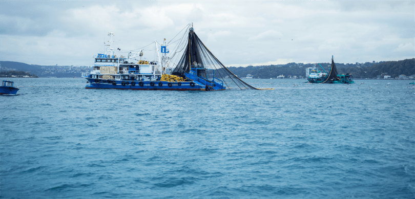 توركييه باليكچيلق سكتورونه ٤. كز تام اويوم ودولی