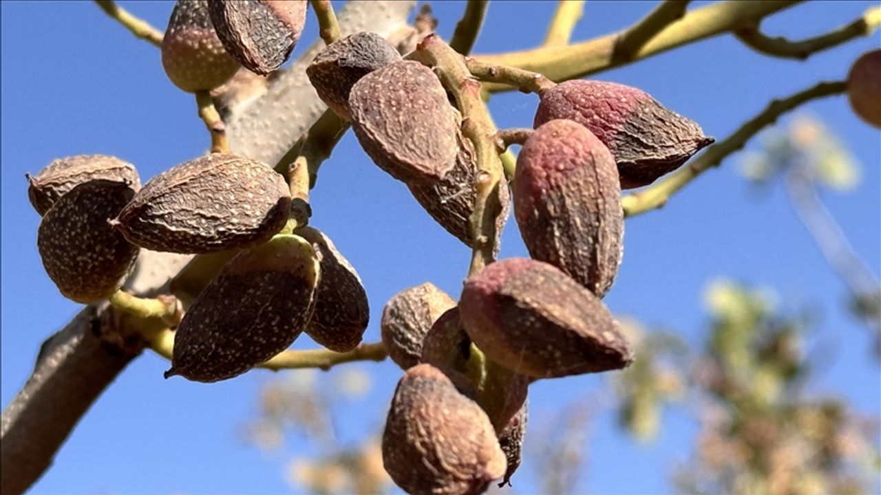 سييرت’ته فيستيك هاسادي كوراكلق و يوكسك سيجاكليكلار ندنييله ايركن باشلادي