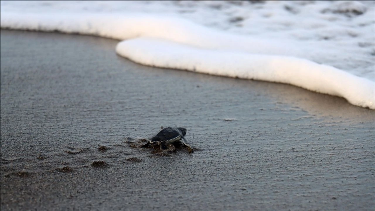 هاتاي’ده كورومه چاليشمالارييله دڭز كاپلومباگالارينين يووه ساييسي ارتييور