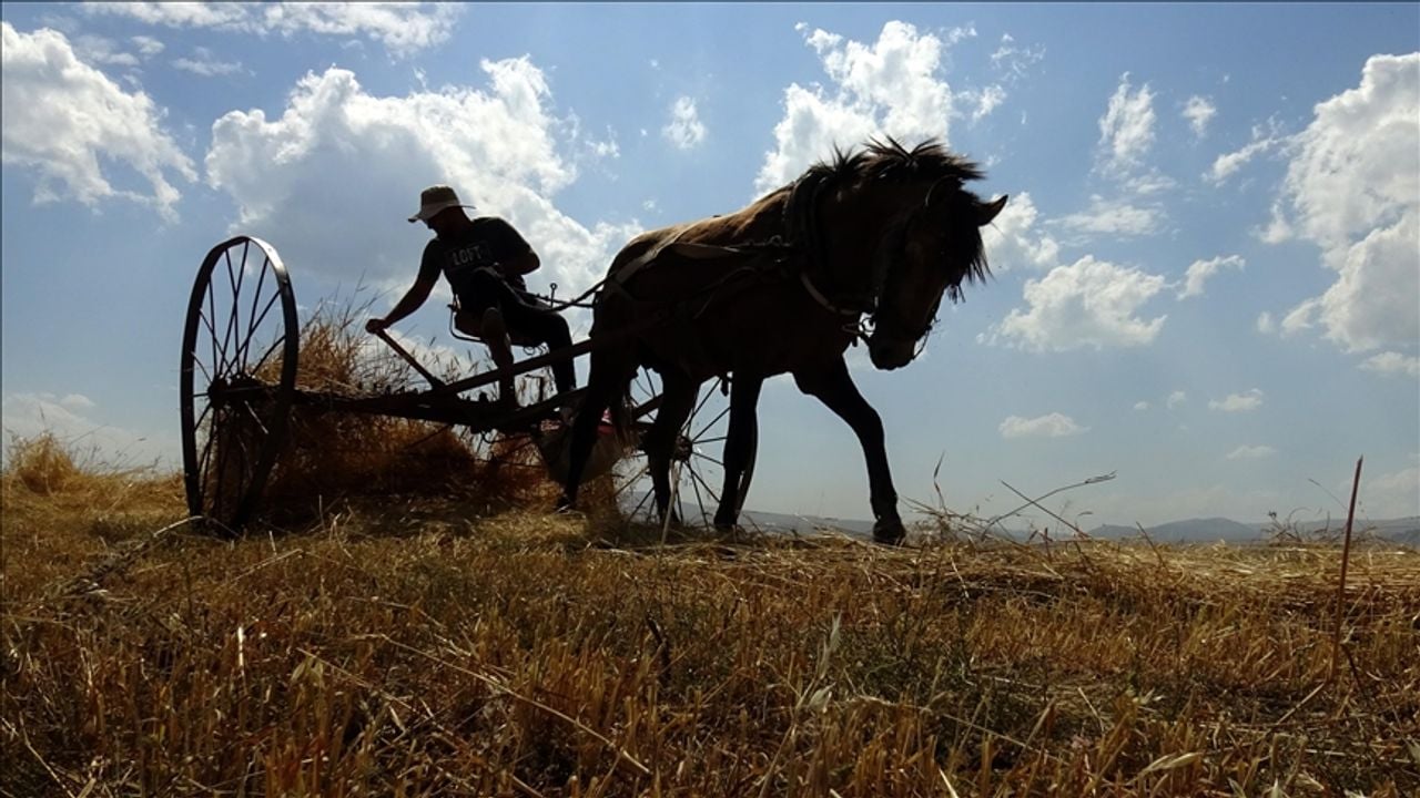 كارس’ته تارلالارداكي ييلين سون بوگدايلاري هاسات ايديلييور
