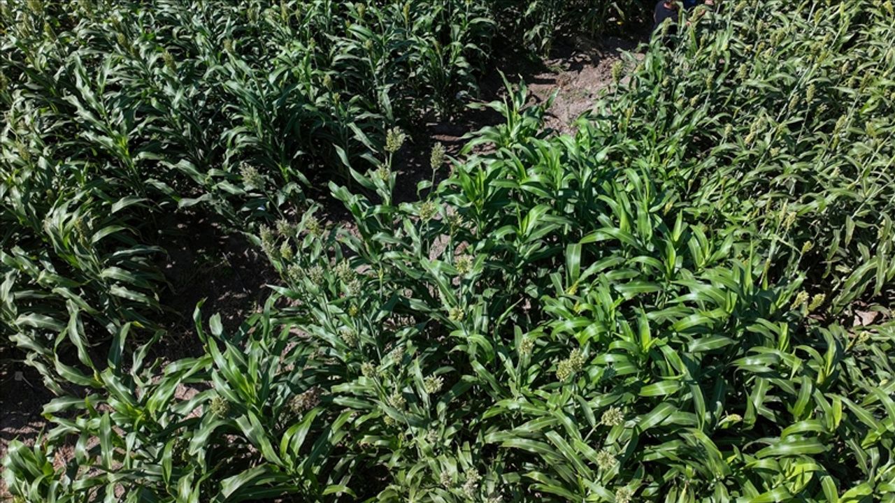 سوركوم ندير؟ كابه يمده “سوركوم” بيتكيسي سی توكتيميندن تاساروف ساگلييور