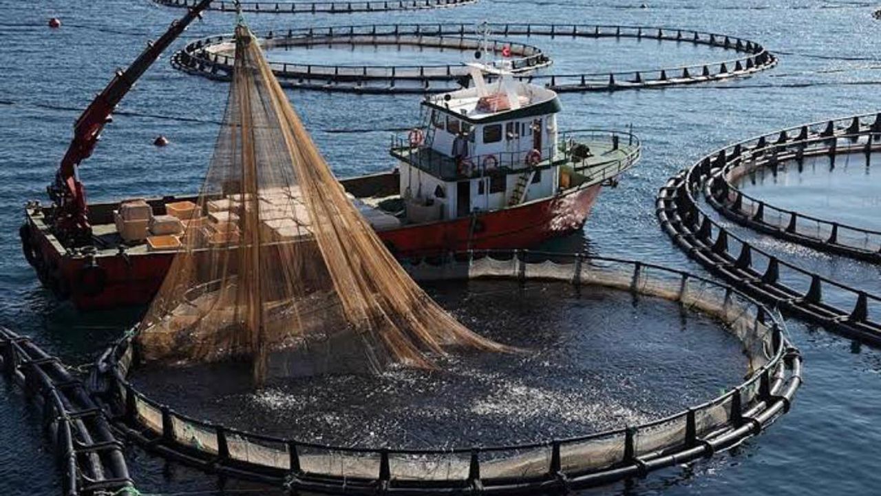 بازار’ده كافس باليكچيليگينه تپكي: دڭزيميزي كيرلتمايين