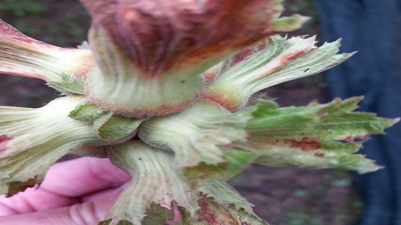 زيراي دون هاسار ودملري باشلييور