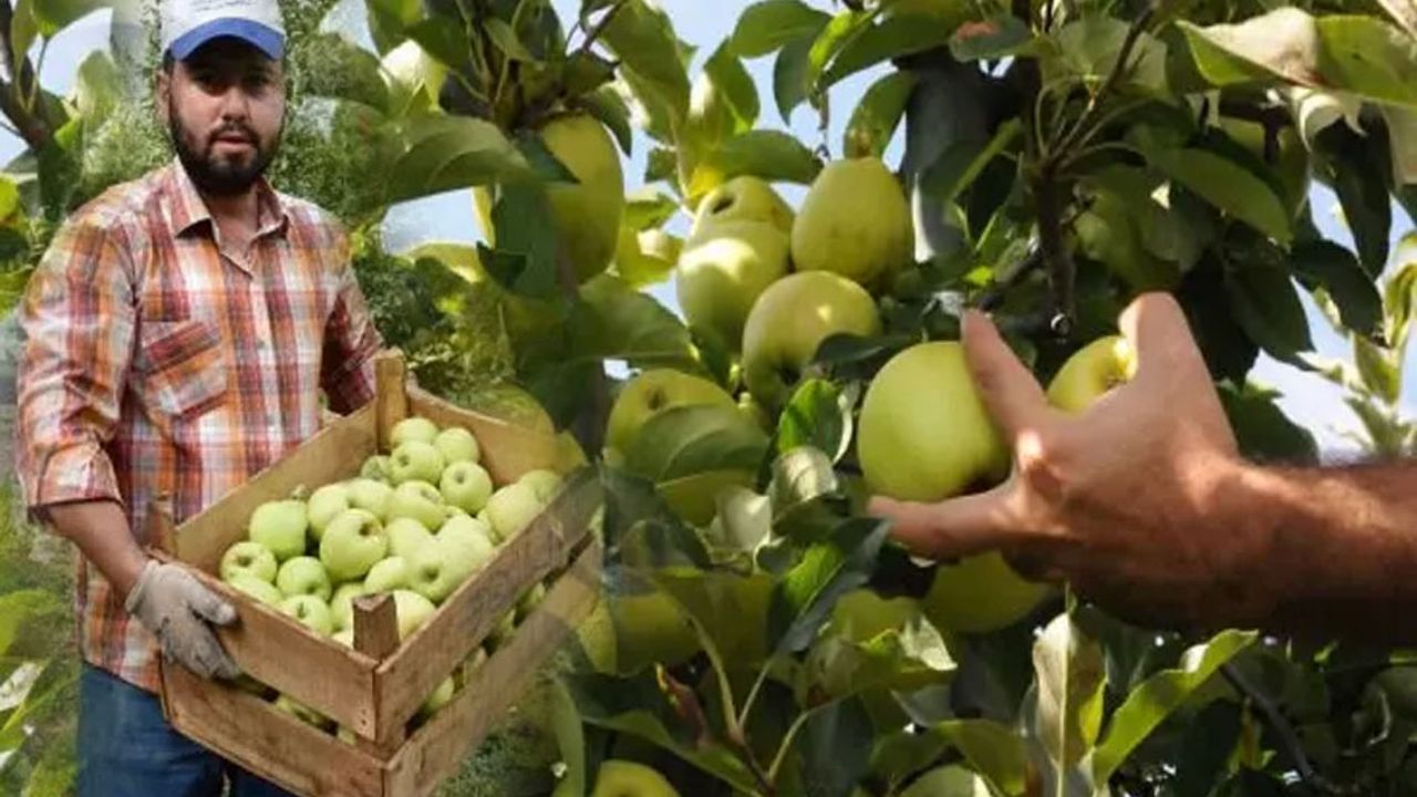إیسپارتا’ده ايلمه هاسادي باشلادي