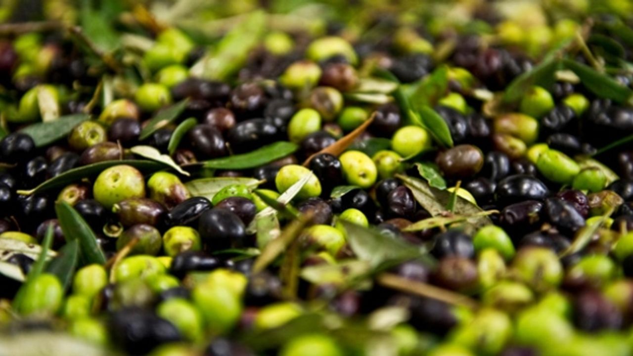 ارتوين’د، ٢٠٢٥-٢٠٢٦ زايتين سزونی فيياتلاري اچيكلاندي